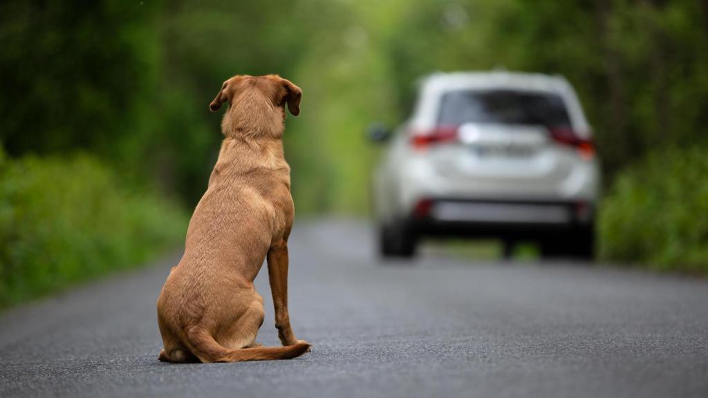 Un perro, en una imagen de archivo, junto al coche de sus dueños.