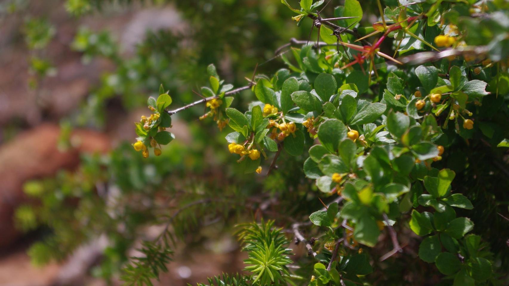 La Comunidad Valenciana reintroducirá 5.000 plantas de 'Berberis hispanica', una especie en peligro de extinción.