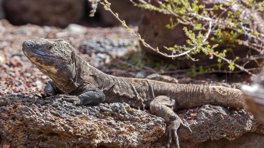 Lagarto gigantes de la isla de El Hierro, islas Canarias.