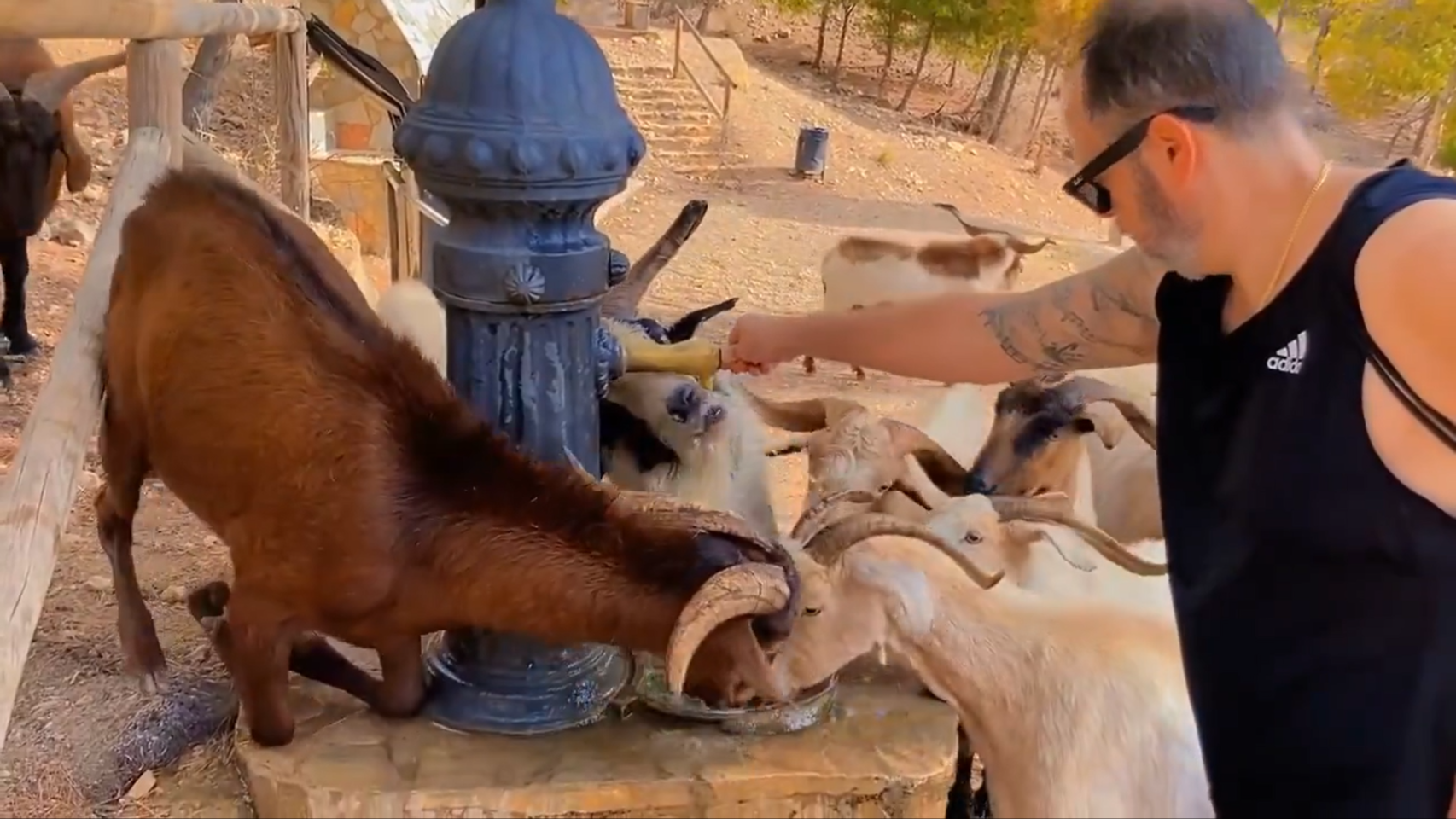 Cabras bebiendo de una fuente en Callosa del Segura.