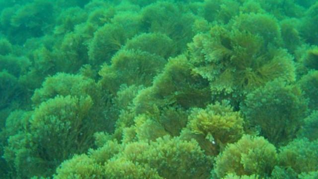 El alga invasora detectada en las rías de A Coruña y Vigo.