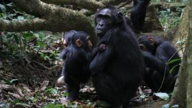 Un grupo de chimpancés.