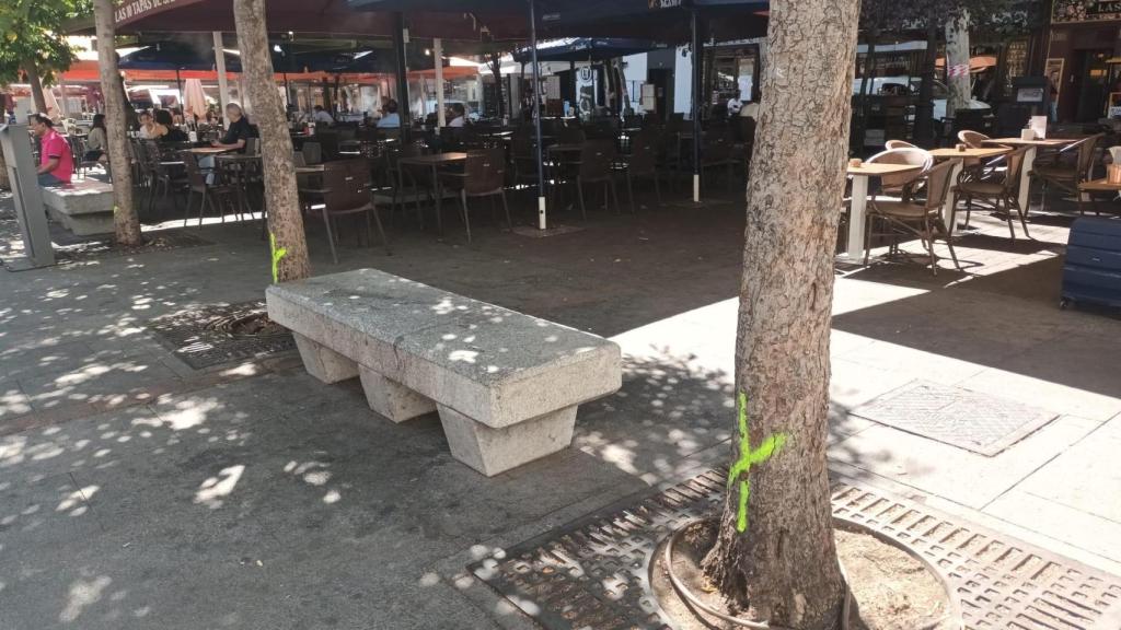 Árboles señalizados para talar en la Plaza de Santa Ana de la capital.