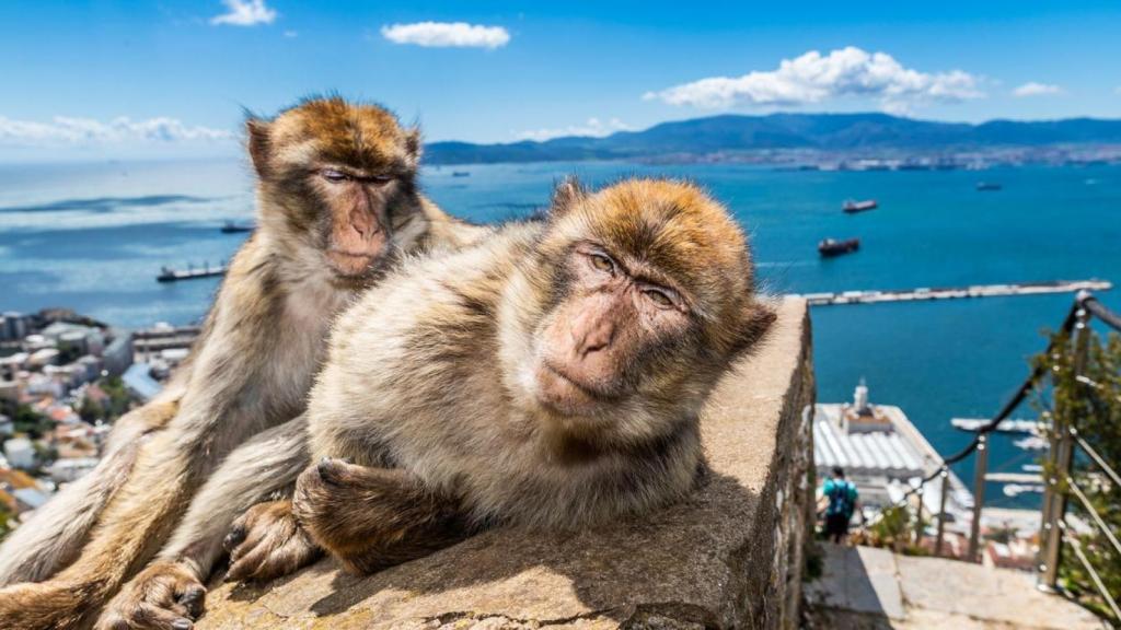 Pareja de monos en Gibraltar.