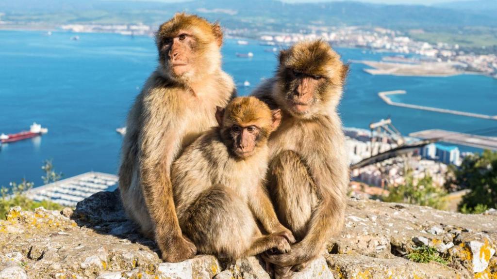 Familia de macacos de Berbería.