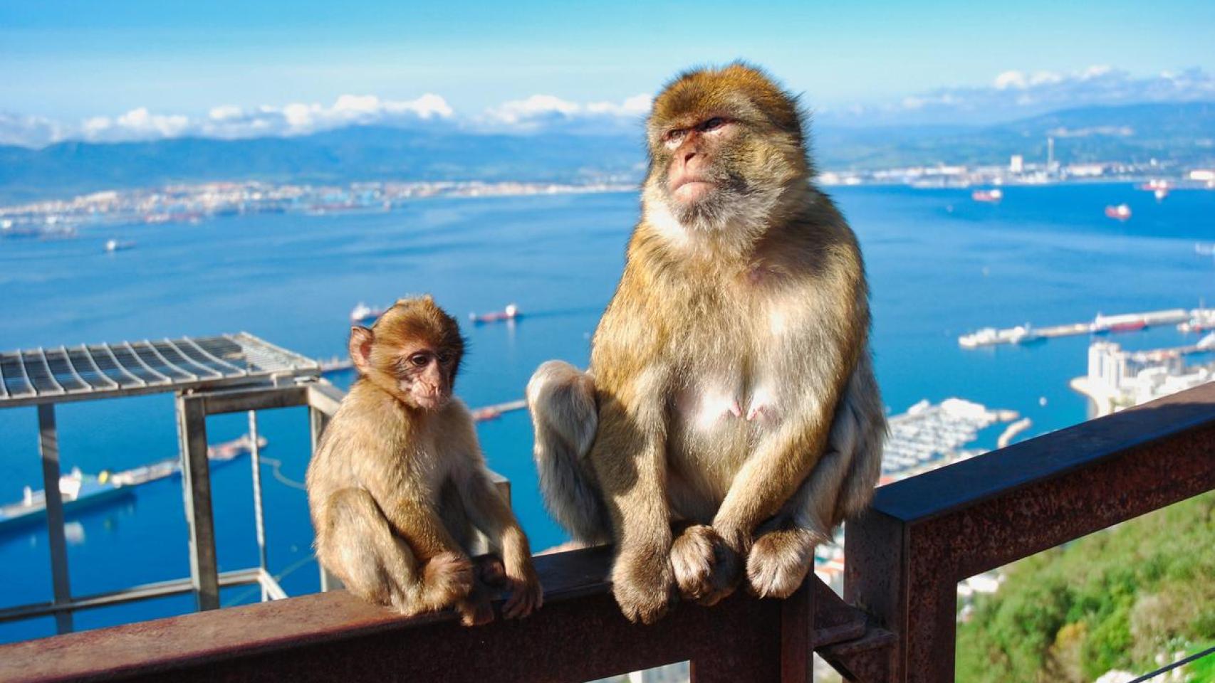 Macaco de Berbería y su cría en Gibraltar.