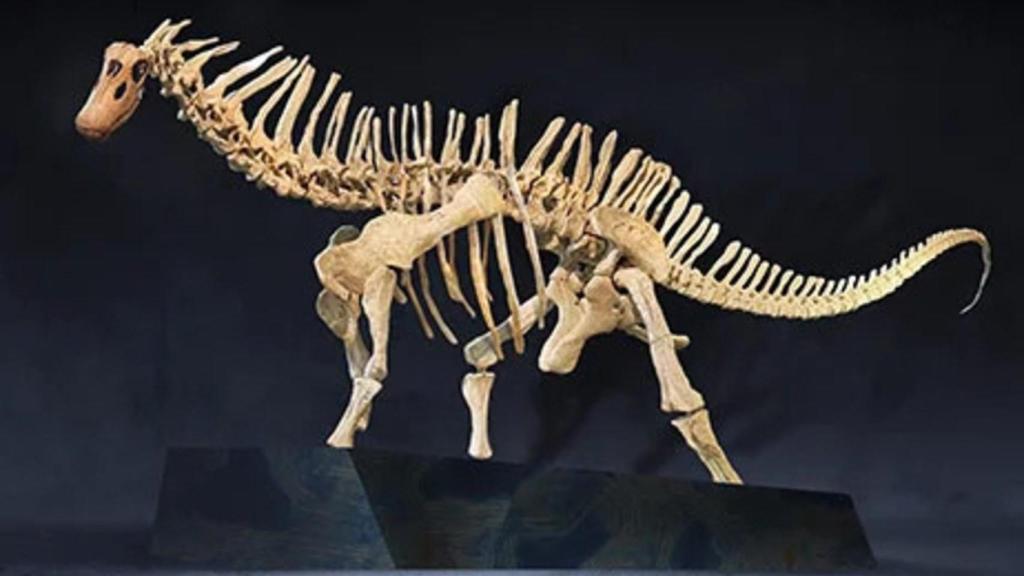 Dinosaurio Amargasaurus de Cretácico en la exposición 'Dinosaurios de la Patagonia'.