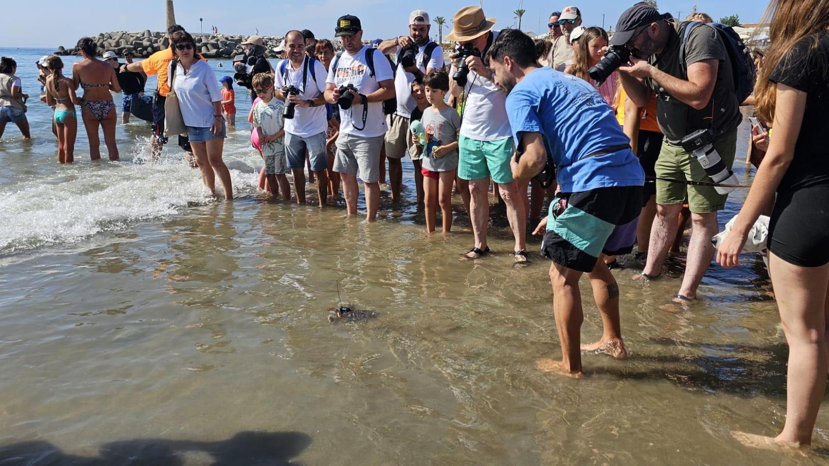 49 tortugas boba regresan al mar en la playa de Puerto Banús.