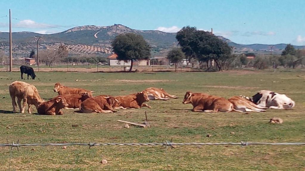 Zona de ganadería propia de los hermanos Sánchez Soto.