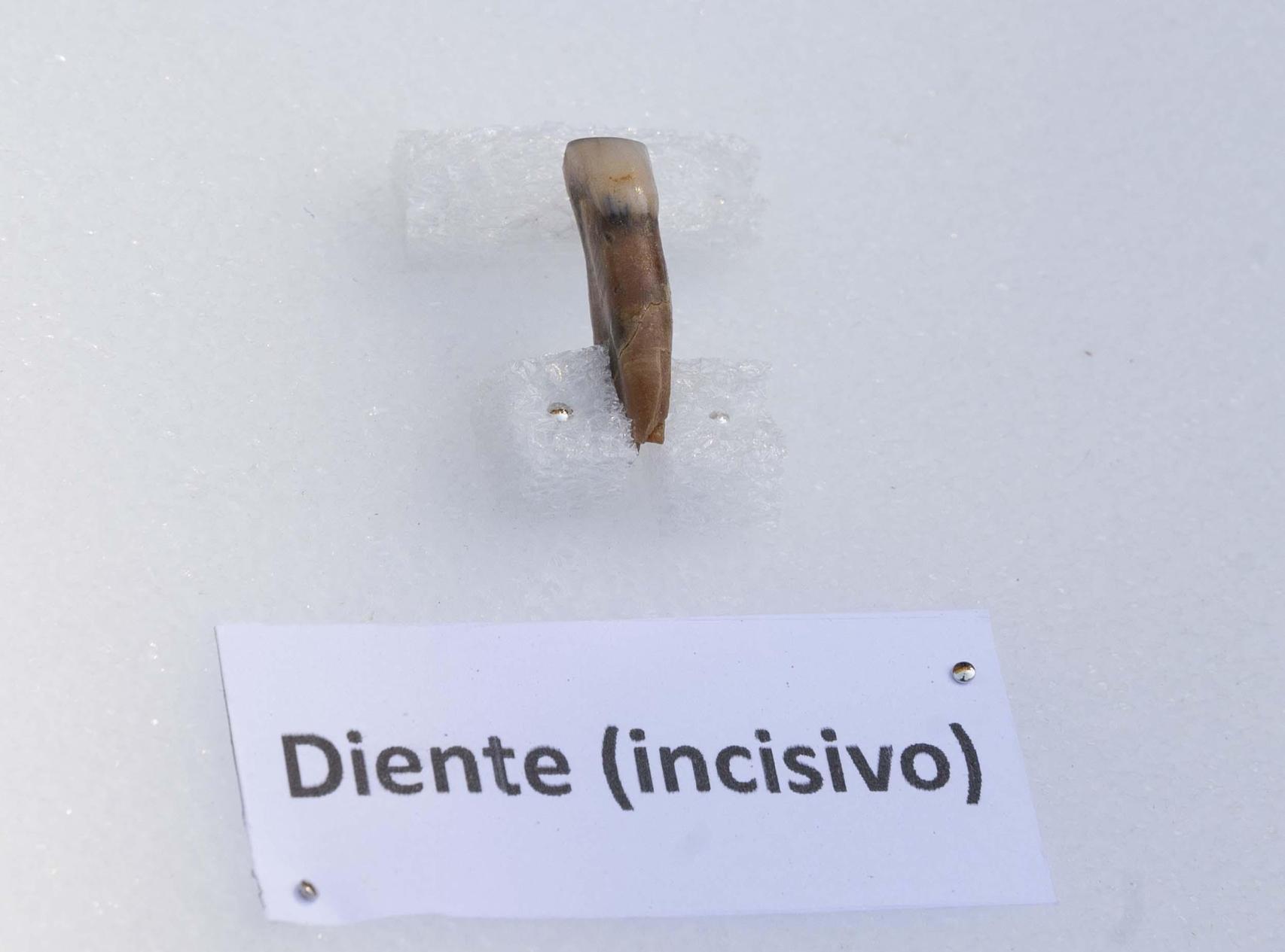 Incisivo de Homo antecessor encontrado en el yacimiento de Atapuerca
