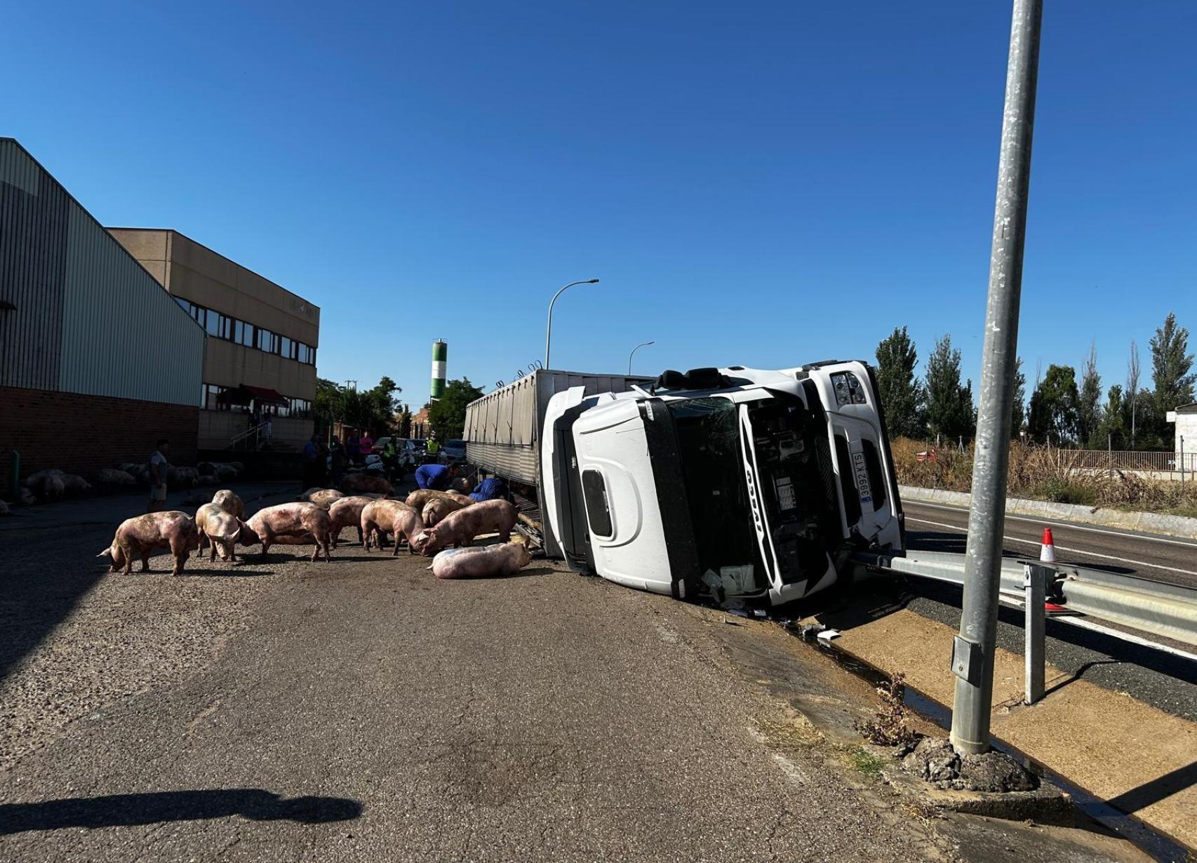 Cerdos por la N-610 tras el vuelco del camión