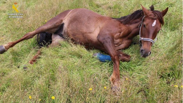 Uno de los caballos heridos