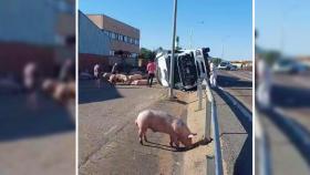Vuelco de un camión cargado de cerdos en Villalón