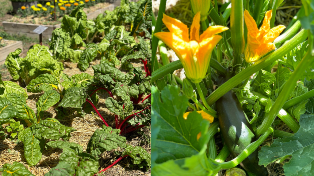 Acelgas de varios colores y calabacines son algunos de las hortalizas que crecen en el huerto.