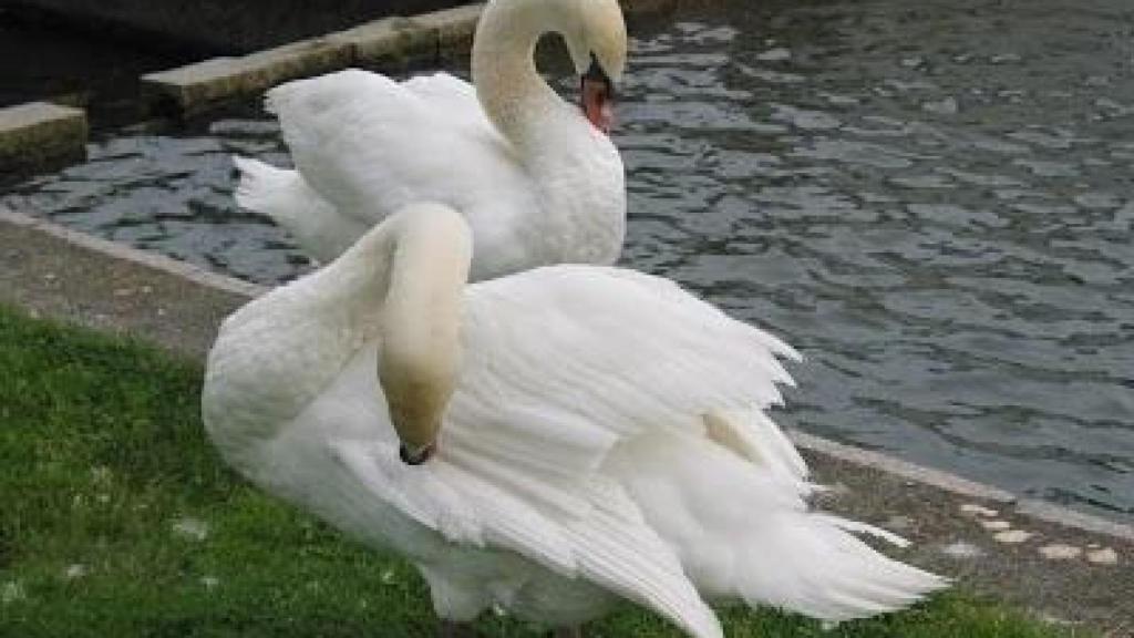 Dos cisnes, en una imagen de archivo.