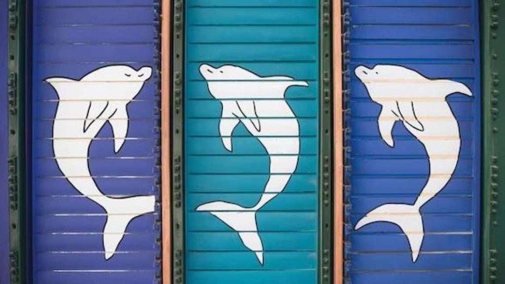 Elige uno de estos tres delfines y comprueba qué tipo de inteligencia tienes