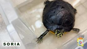Imagen de la tortuga exótica recuperada en Soria