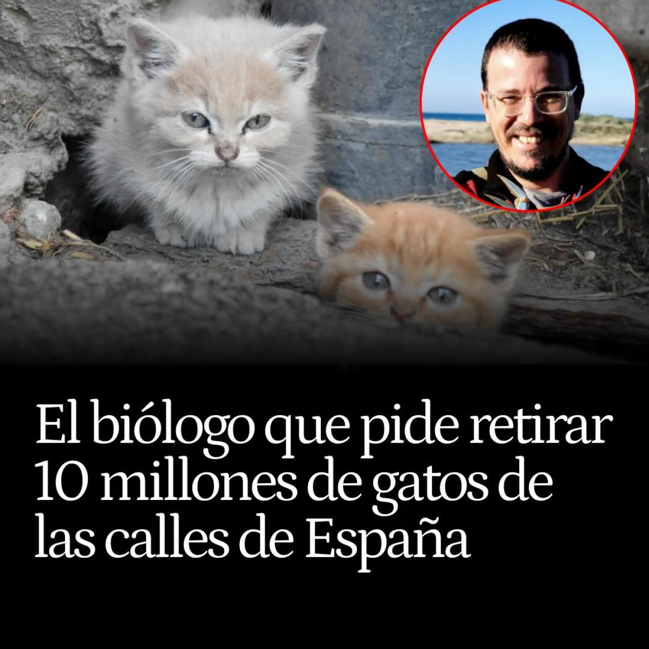 El biólogo que pide retirar 10 millones de gatos de las calles de España: "Causan una depredación enorme"