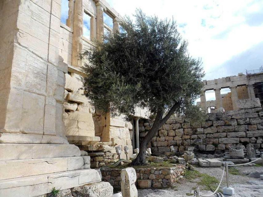 Descendiente del olivo de Atenea en la actual Acrópolis. https://es.oliveoiltimes.com