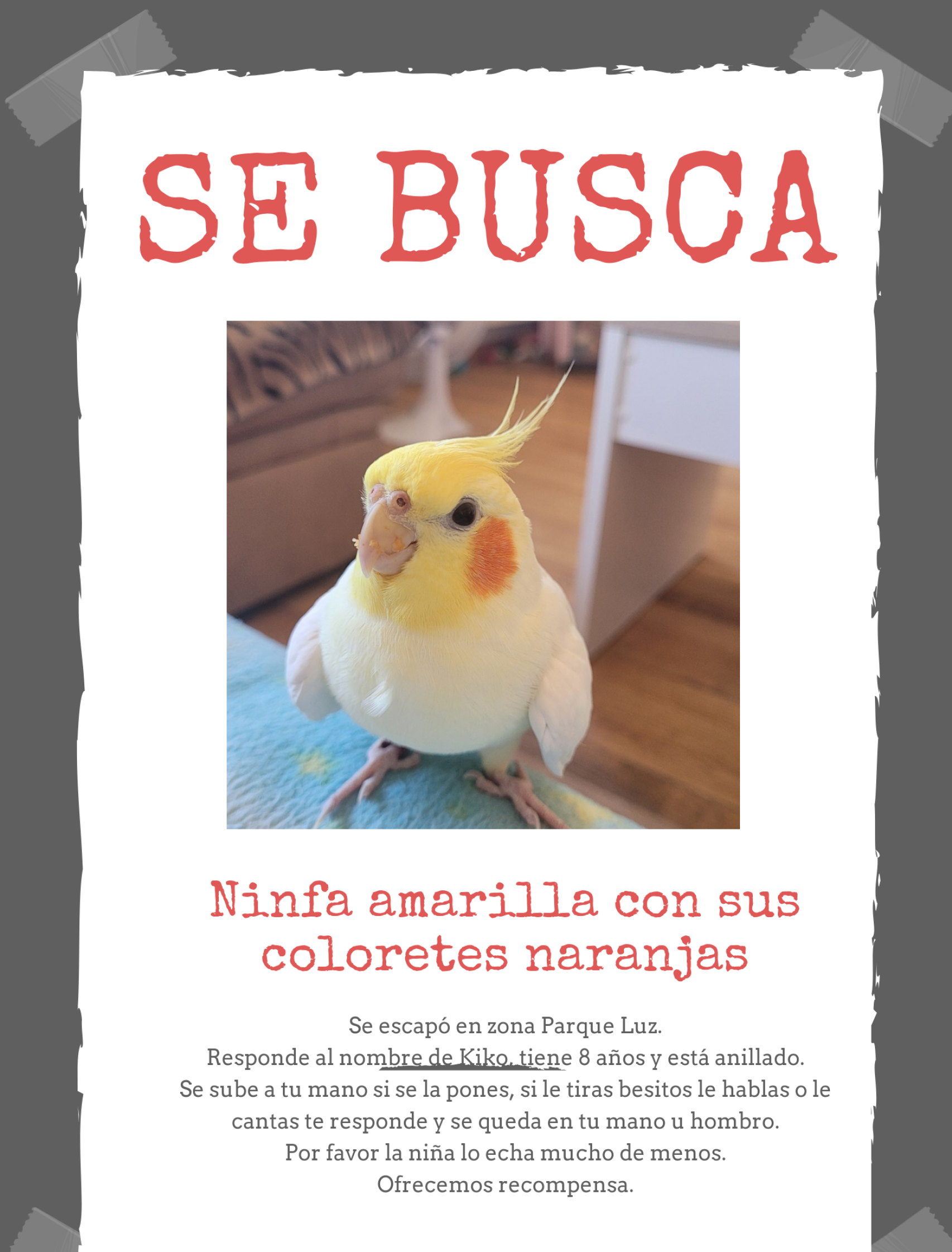 Buscan En Zamora A Kiko Una Mascota Ninfa Macho Desaparecida Que 