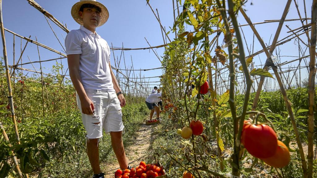 Un operario trabaja en uno de los campos de la empresa Frutas Massanassa.