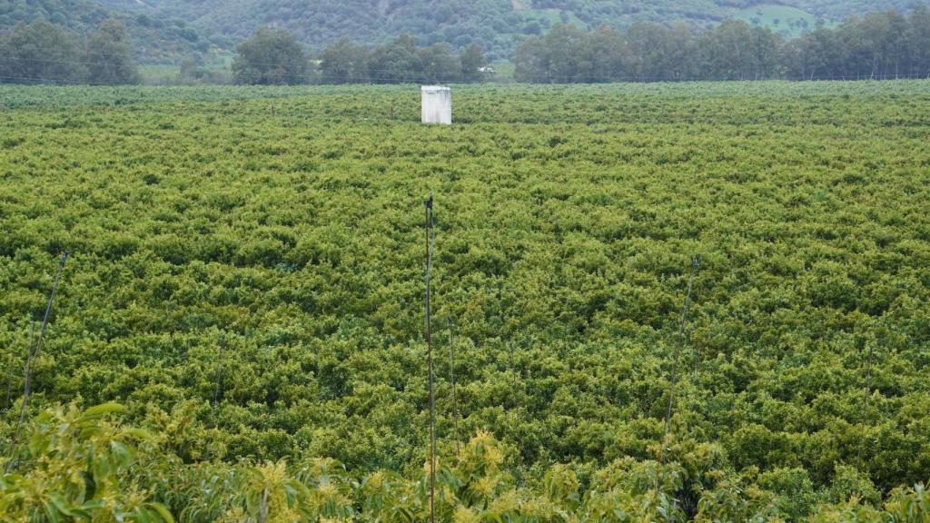 Campos de aguacates en la cuenca del Guadiaro