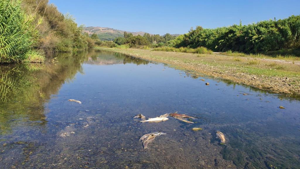El río Guadiaro durante un episodio de eutrofización el verano de 2023