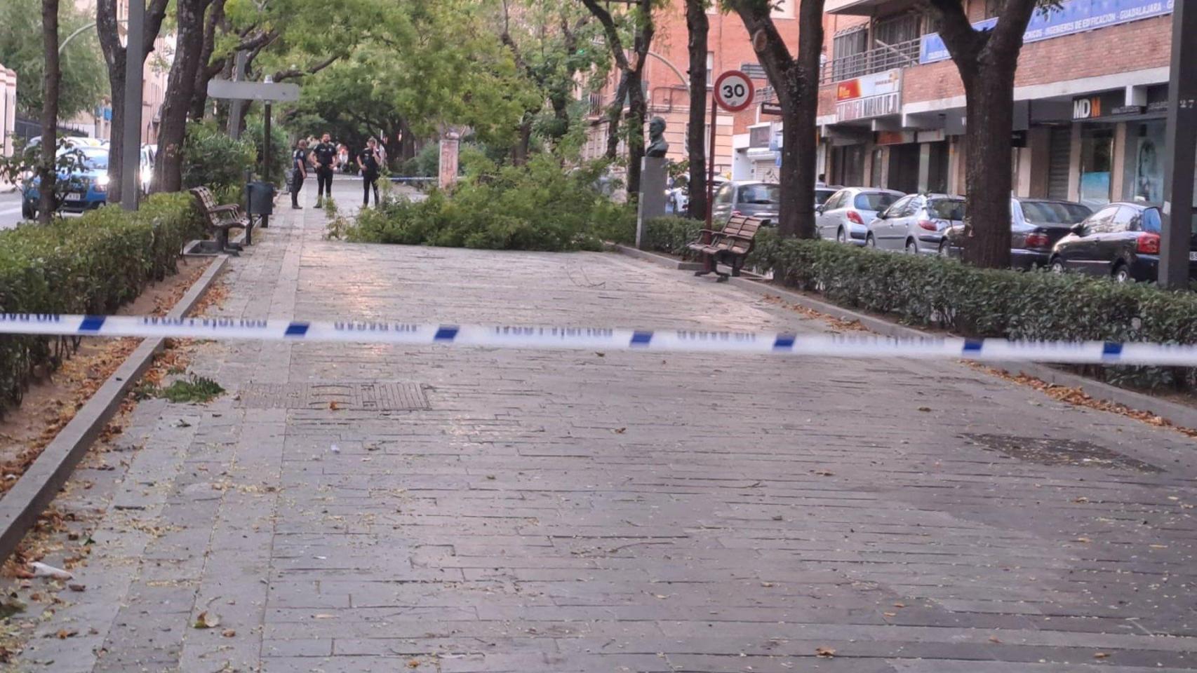 El fuerte viento deja 26 incidencias en Guadalajara capital por caída de árboles y ramas.
