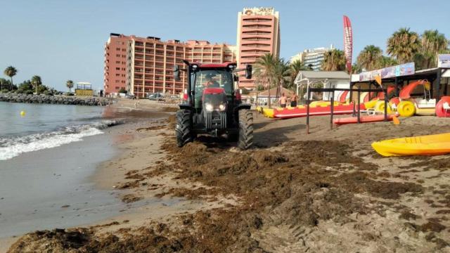 Una máquina retirando algas asiáticas en una playa de Benalmádena.