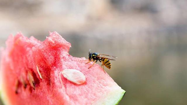 Una avispa sobre una raja de sandía.