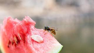 Adiós a las picaduras de avispa: el sencillo truco para alejarlas de tus comidas al aire libre este verano