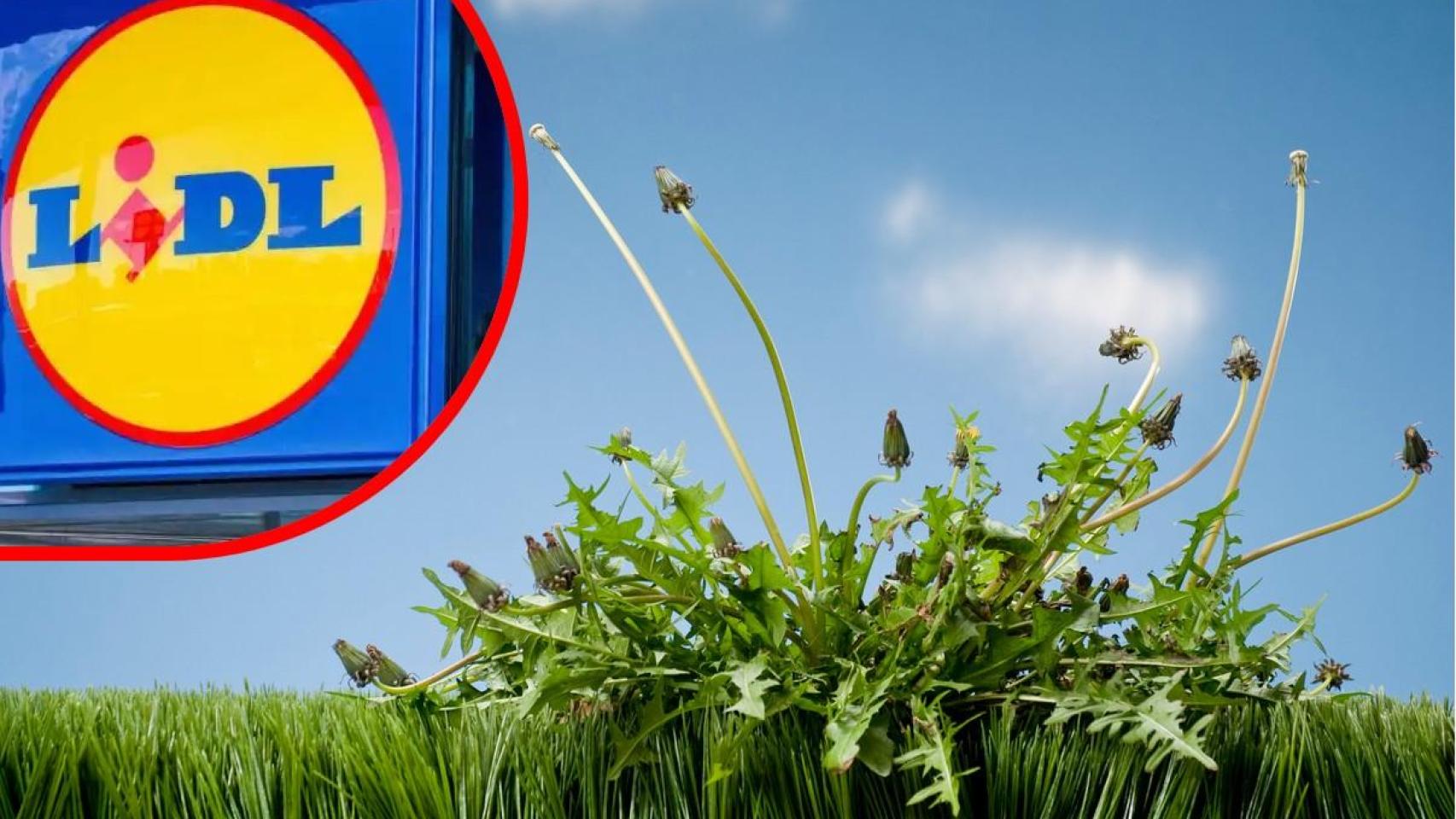 Cartel de Lidl y mala hierba creciendo en el jardín.