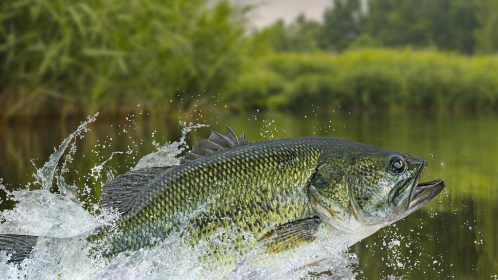 Black bass saltando en el río.