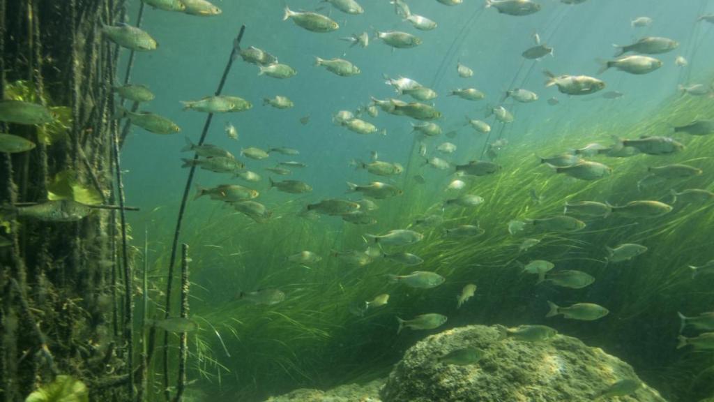 Banco de peces en el fondo del río.