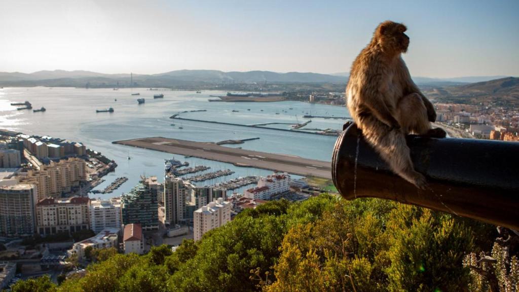 Los monos salvajes de Gibraltar son famosos por su agresividad