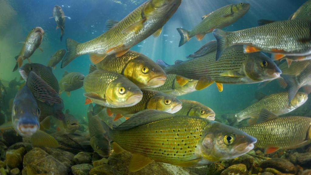 Banco de peces en el río.