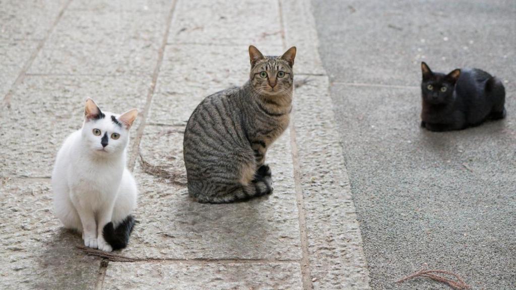 Gatos callejeros.