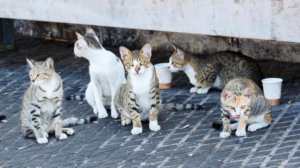 Gatos callejeros comiendo.