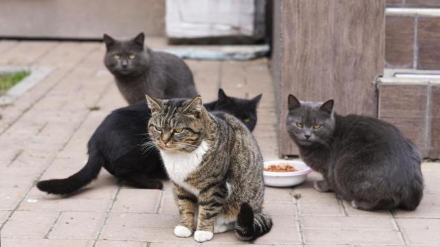 Colonia de gatos comiendo en la calle.