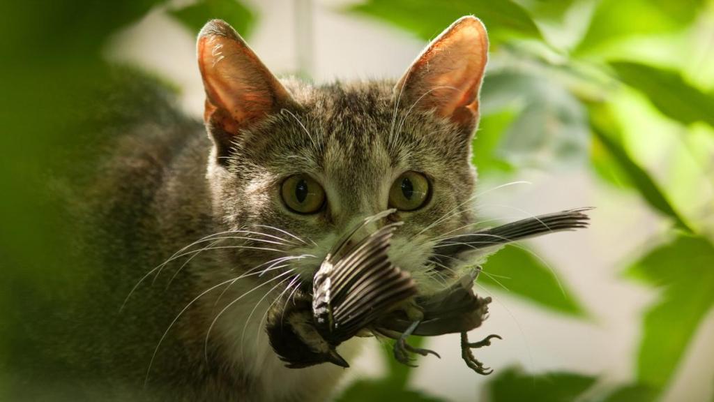 Gato con un pájaro en la boca.