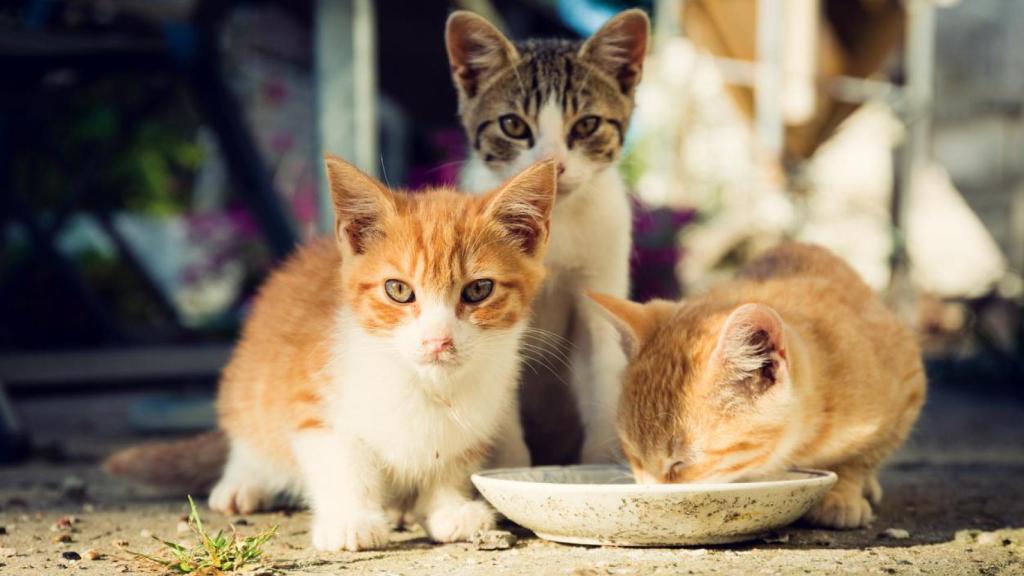 Crías de gato comiendo en la calle.