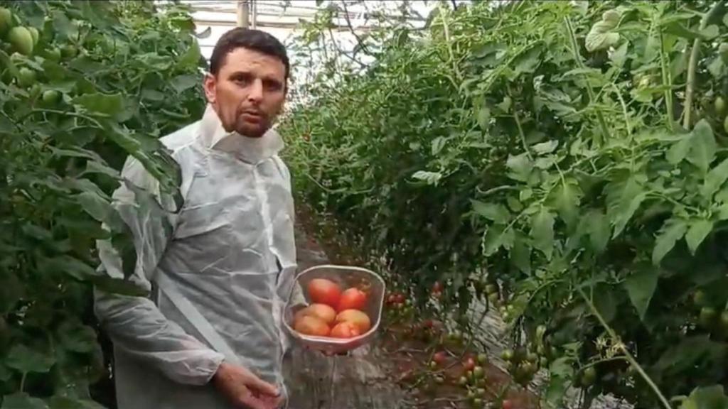 Manuel Puertas con su producción de tomates este 2024.