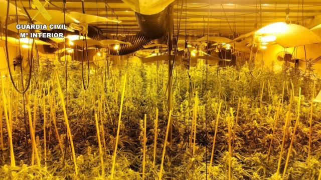 La plantación de marihuana que había en un pueblo de Ávila