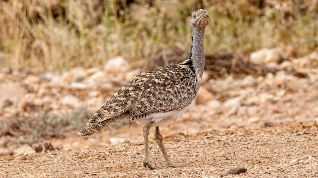 Hubara caminando por la tierra.