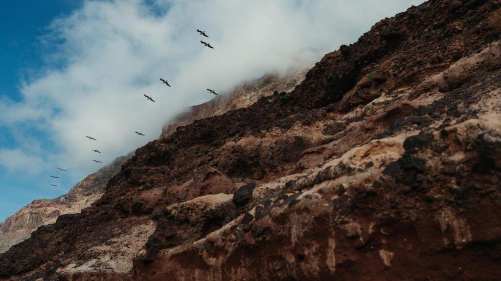 Aves sobrevolando la isla de Lanzarote.