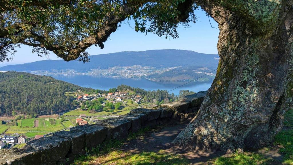 Panorámica de la ría de Vigo bajo la sombra de un árbol centenario