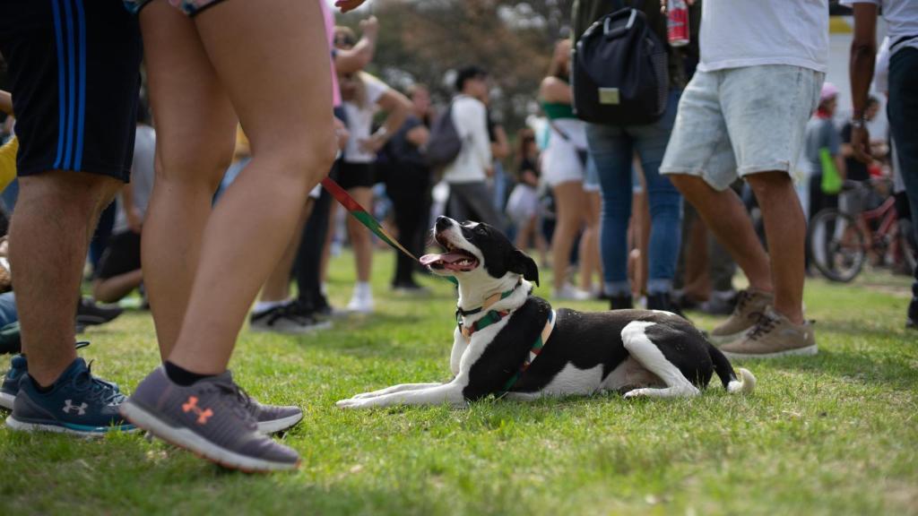 Un perro acompaña a sus dueños a un concierto