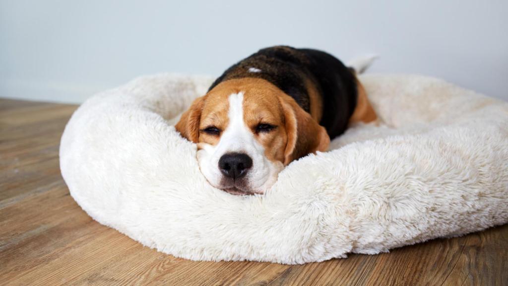 Un perro disfruta de su cama