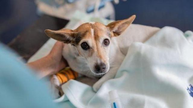 Un perro antes de transfusión sanguínea.