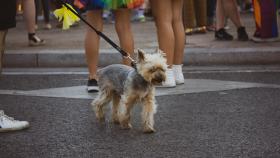 Un perro pasea por la ciudad en una imagen de archivo